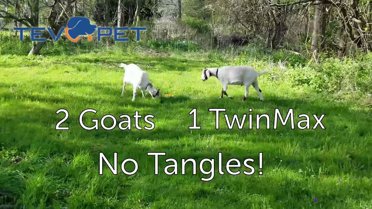 2 Goats + 1 TwinMax = No Tangles!