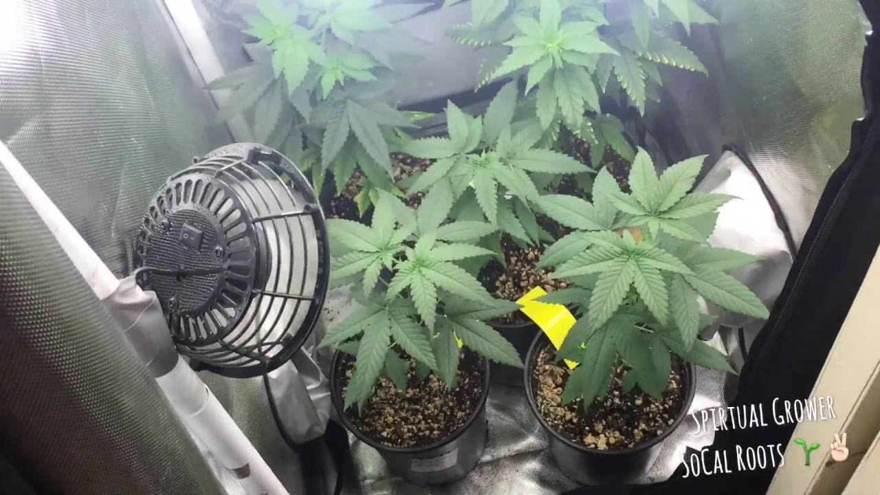 Cfl Grow Tent Week 2 Flowering Cheesecake