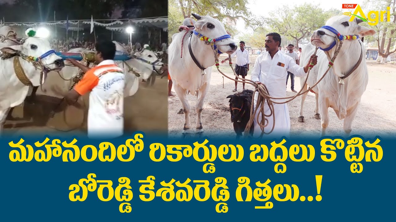 Boreddy Keshava Reddy Bulls | రికార్డులకే అడ్డా బోరెడ్డి బుల్స్ Mahanandi Bulls Race 2023 | ToneAgri