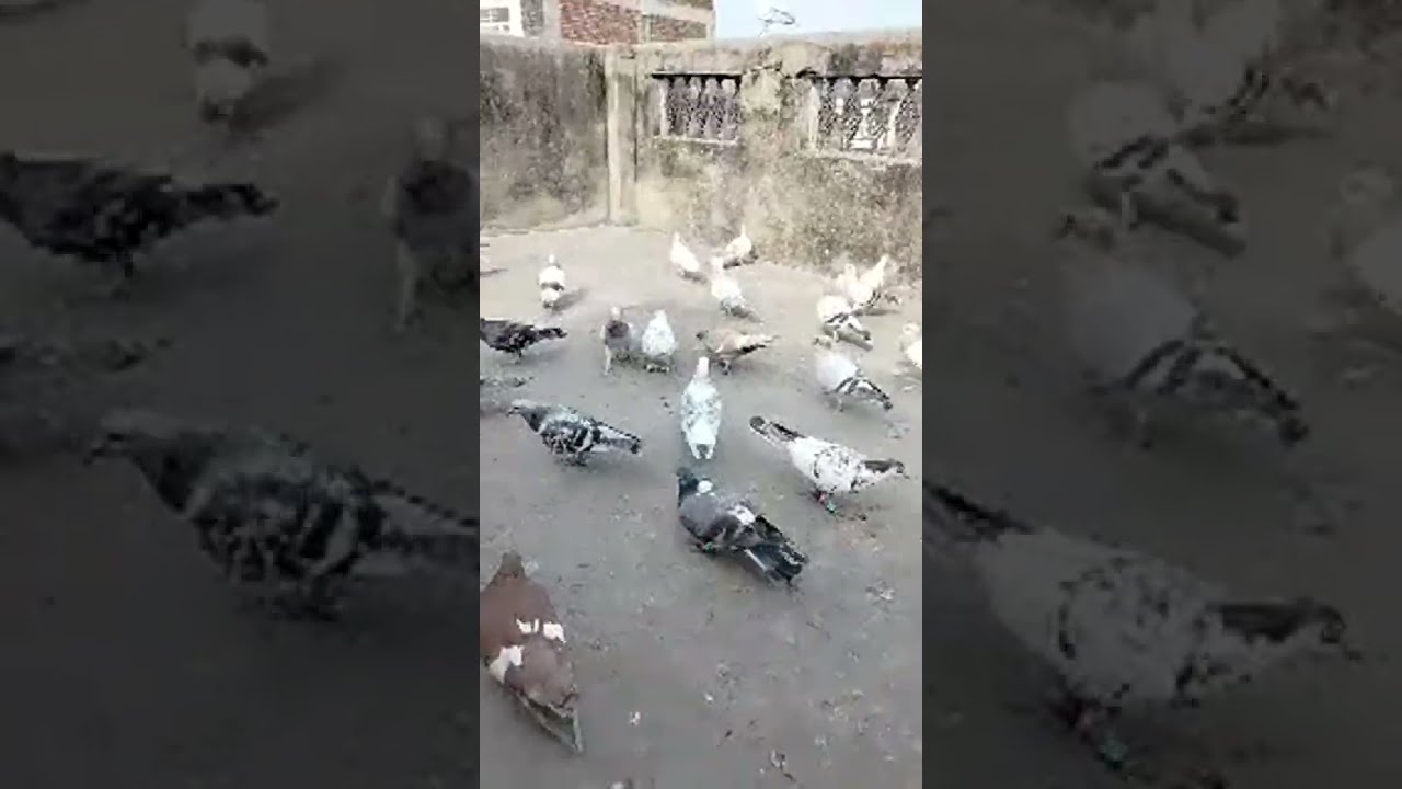 live Gola Kabootar ki video 🕊️🕊️
