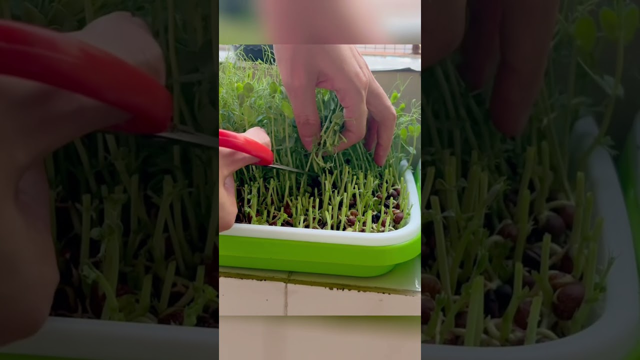 Small vegetable garden on the balcony