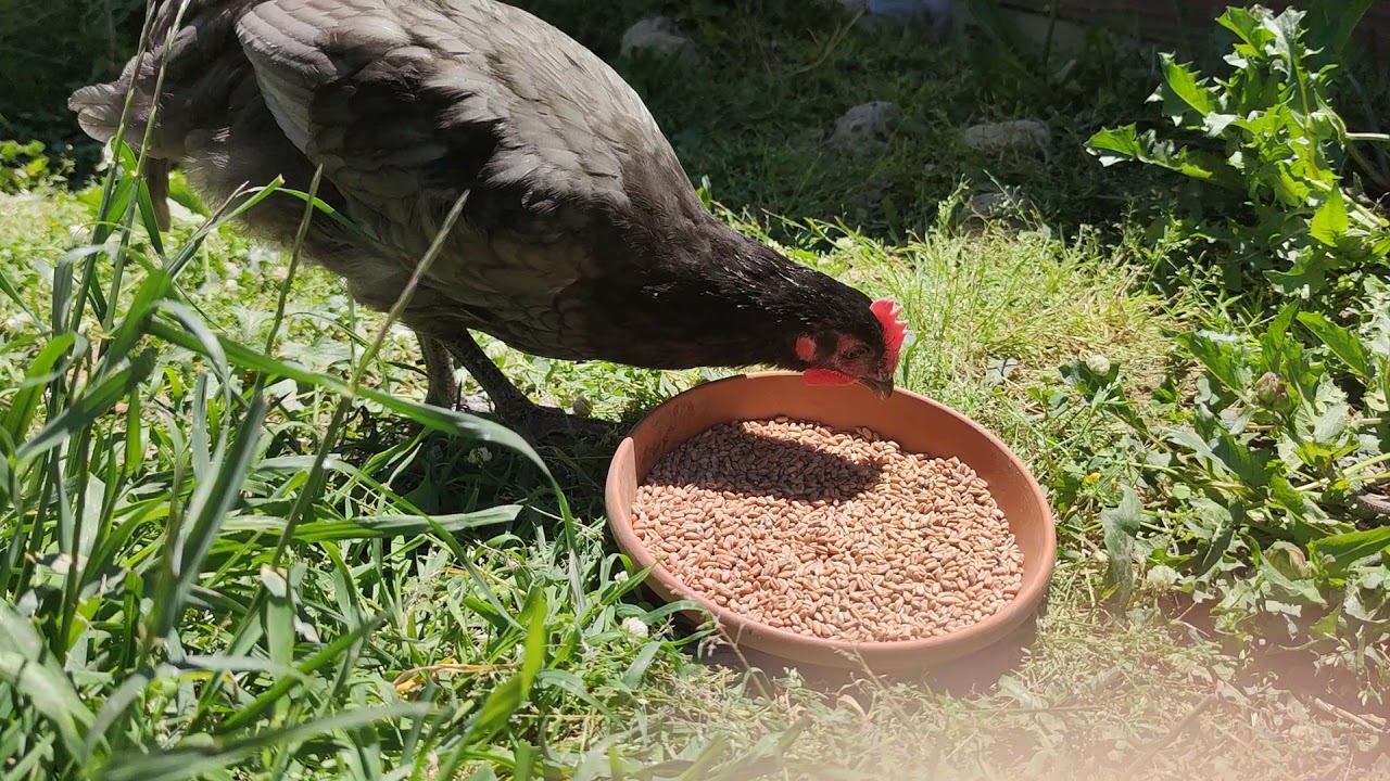 Australorp Yarka