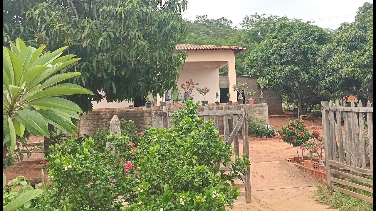 O dia em que animais silvestres invadiram meu quintal.