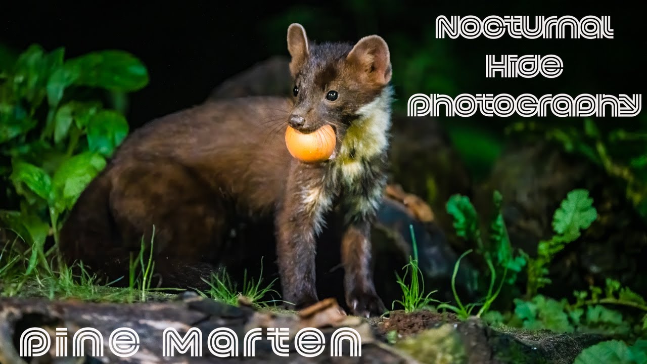 Wildlife Photography and video at night | Nocturnal Wildlife | Pine Martens | Night Photography