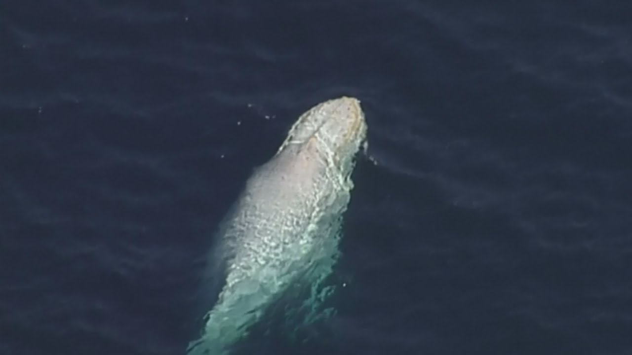 Beautiful footage of rare white whale captured off Australia coast