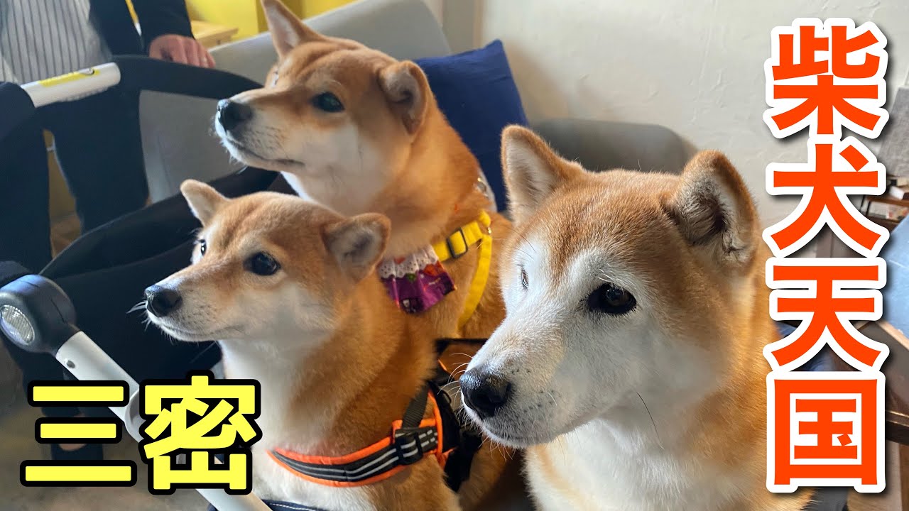 おっとりした性格の柴犬が集まった結果、癒しの空間が出来上がりました。