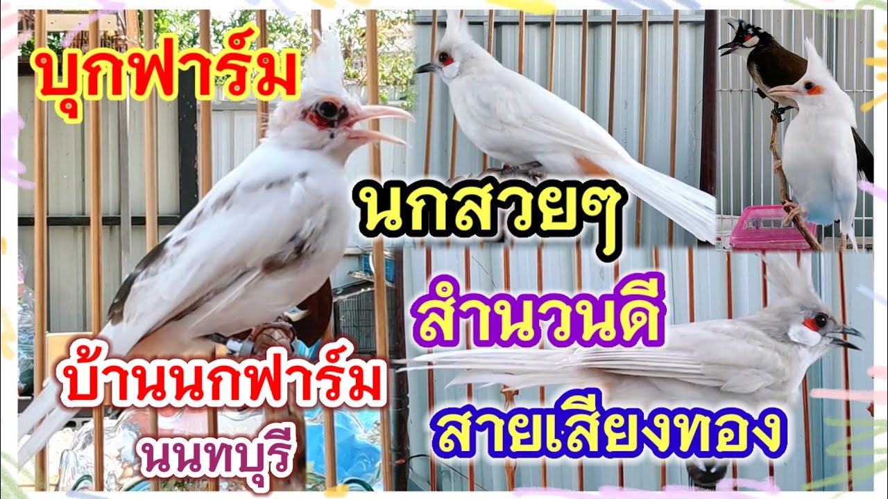 บุกฟาร์ม บ้านนกฟาร์ม นกสวย สำนวนดี สายเสียงทอง นนทบุรี จัดส่งได้ทุกจังหวัด