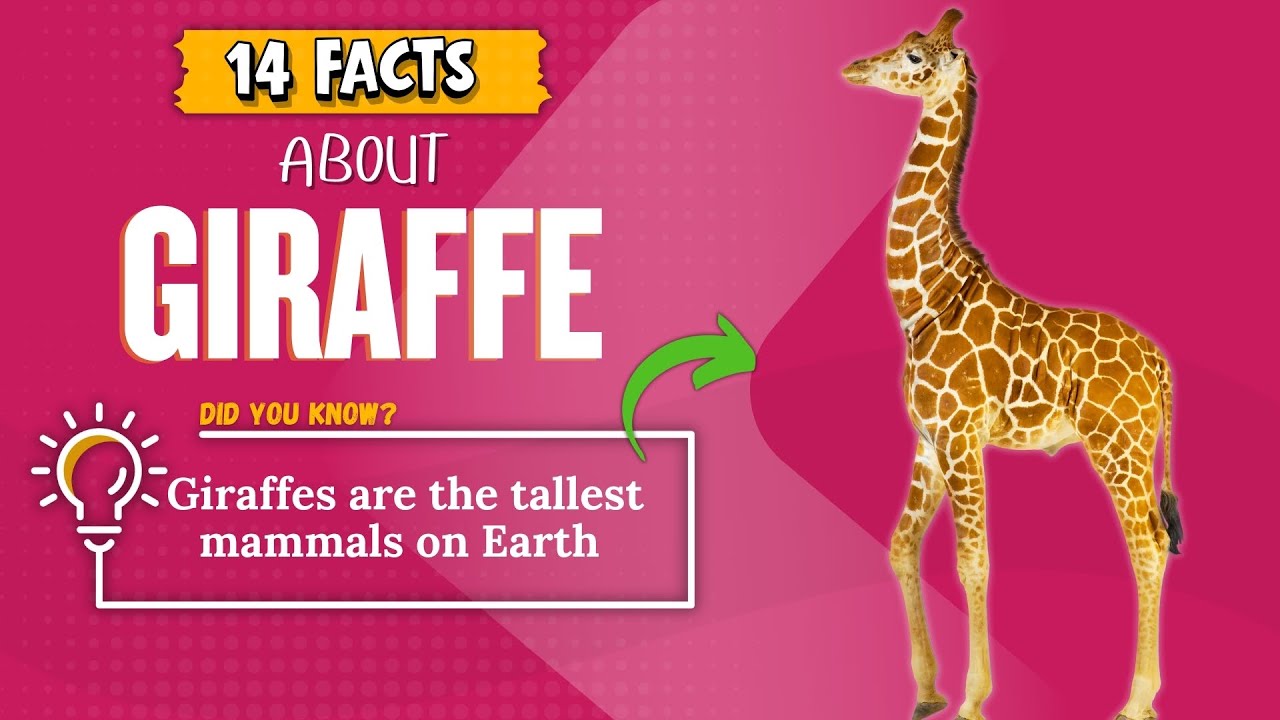 14 Interesting Facts About Giraffes #facts #didyouknow #giraffe