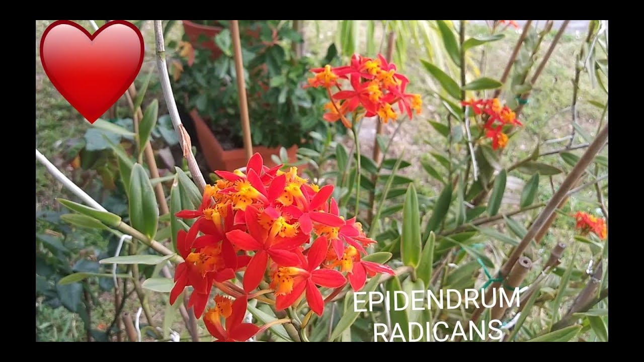 👉 ORQUIDEAS TERRESTRES/EPIDENDRUM RADICANS( Orange-naranjado)👈 #AnaOrquideasTV