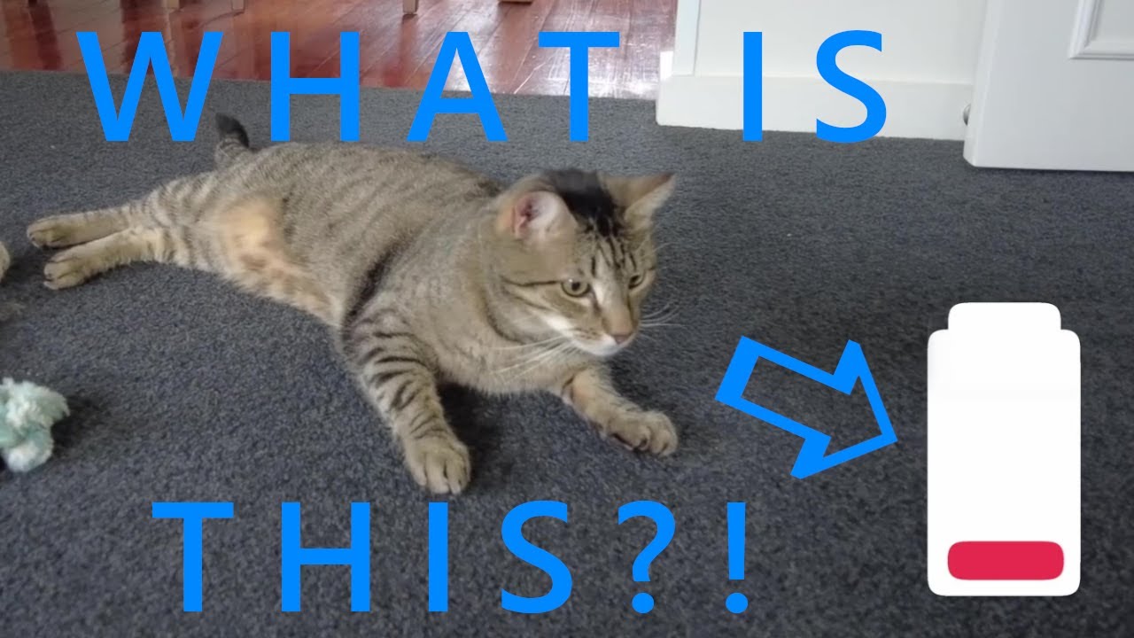 Energy boost |  Tiger wants to play but first, he needs charging energy. It takes few minutes!