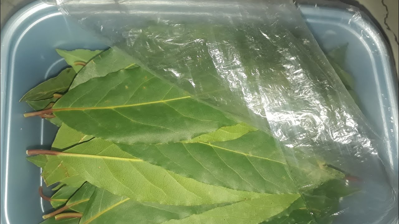 #الرند #الغار #كيفية الاحتفاظ بورق الرند او الغار لاطول مدة ممكنة دون أن يجف اويفسد