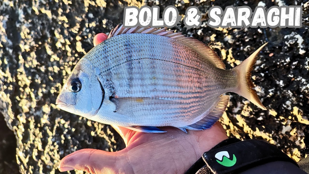 Pesca a bolognese-Saraghi in scogliera