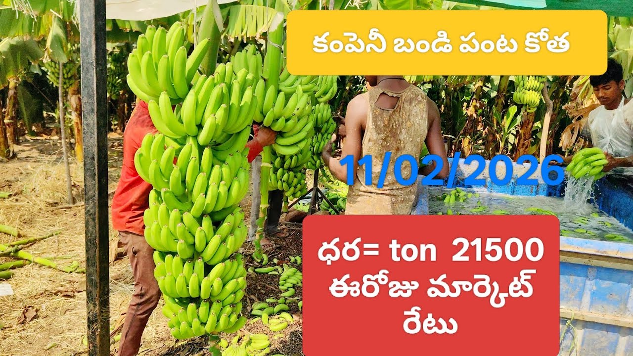 Today banana harvesting company box bandi#export#panjab#location# Anantapur#farming🚜🍌
