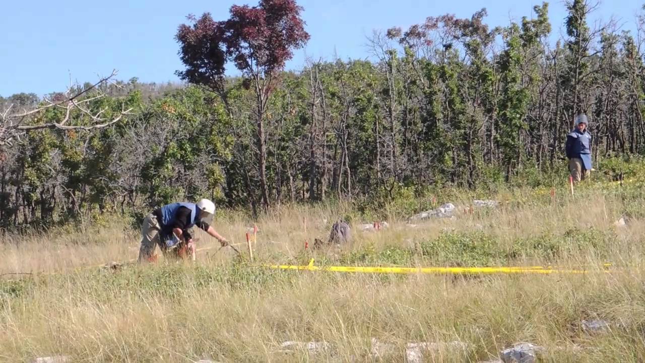 Mine Detection Dogs in Bosnia demonstrate their skills