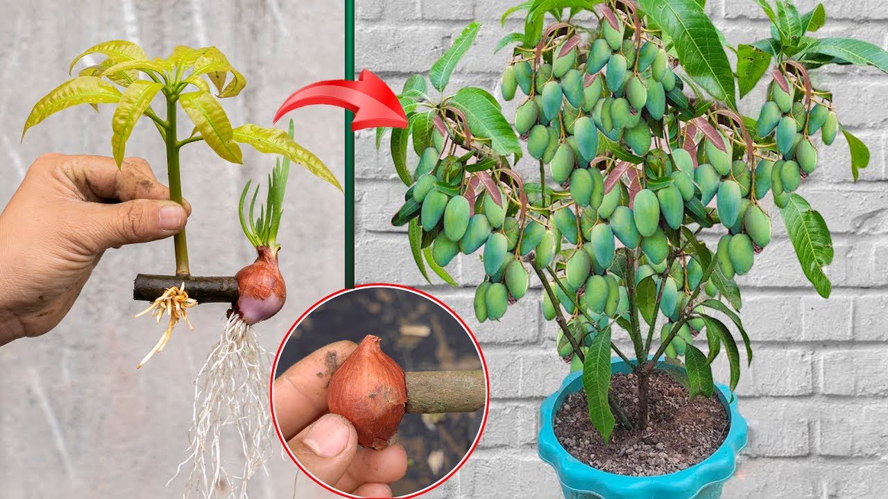 SUMMARY OF TECHNIQUES for propagating mango trees using onions, papayas, and bananas is super simple