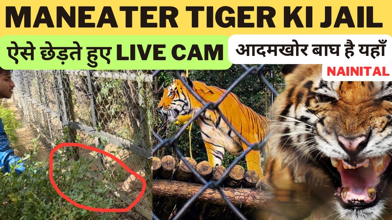 MANEATER TIGER Ki Jail ‼️आदमखोर बाघ है यहाँ |ऐसे छेड़ते हुए Live Cam At Nainital Zoo