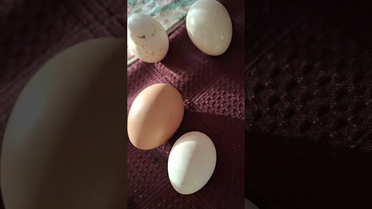 Snowy Day turns beautiful 