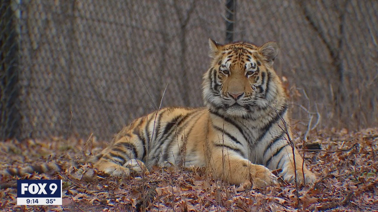 Minnesota Zoo welcomes new Amur tiger after death of another tiger | FOX 9 KMSP