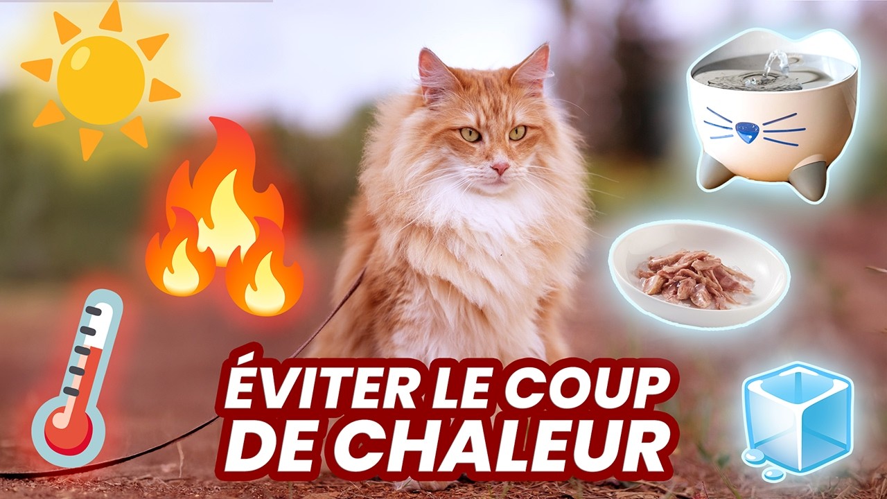 Comment rafraîchir et hydrater son chat en été (spécial canicule) !