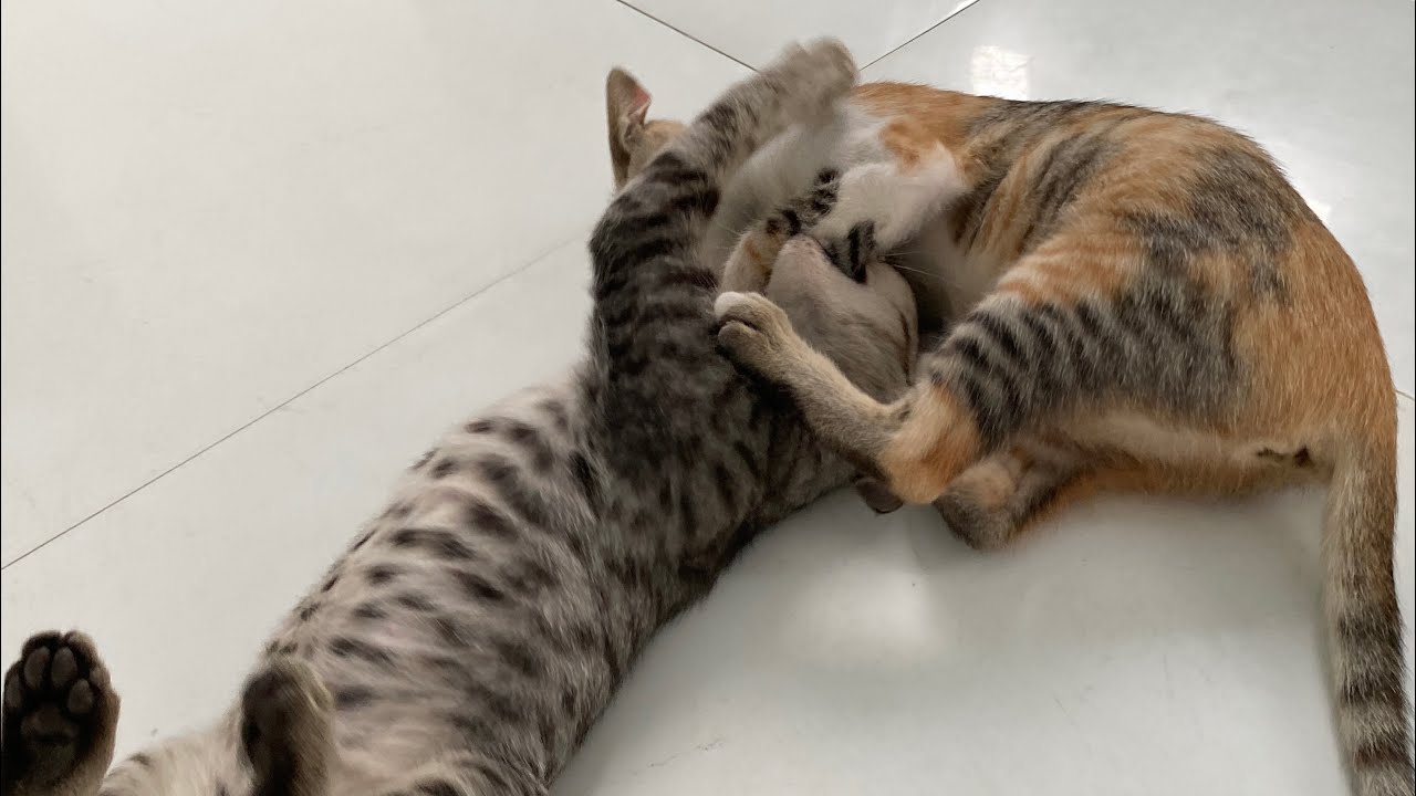 🐱😺😘🥰 Cute kittens playing together, funny cats, cute cat videos, relaxing music 🎶🎼🎧
