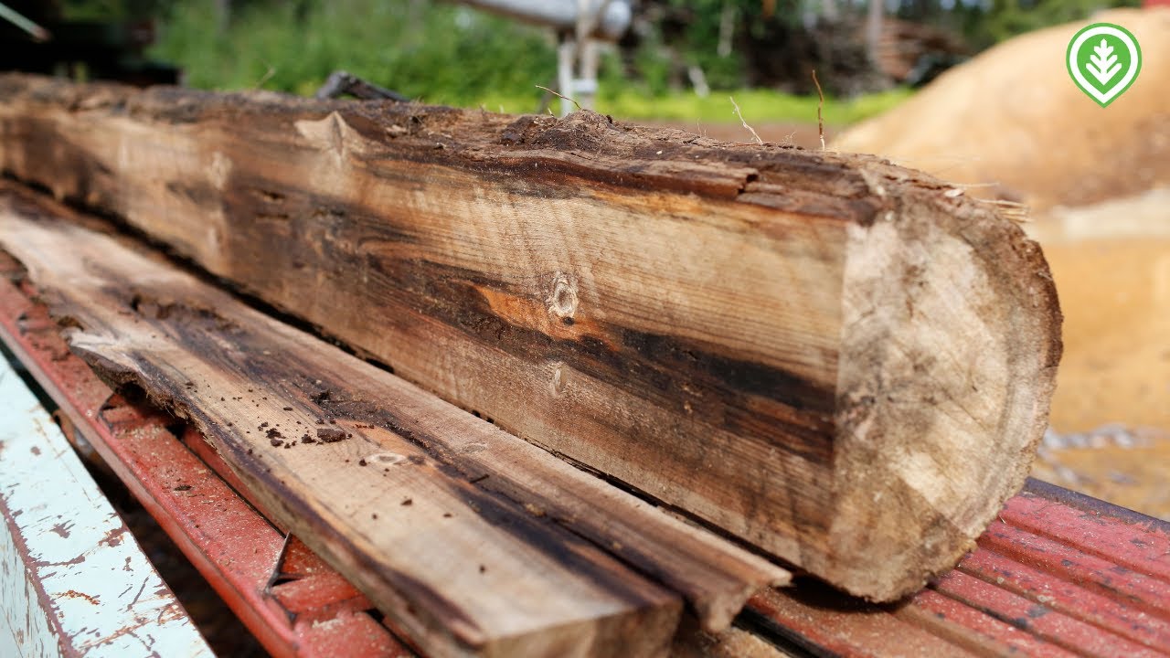 Suon säilömät | Metsälehti
