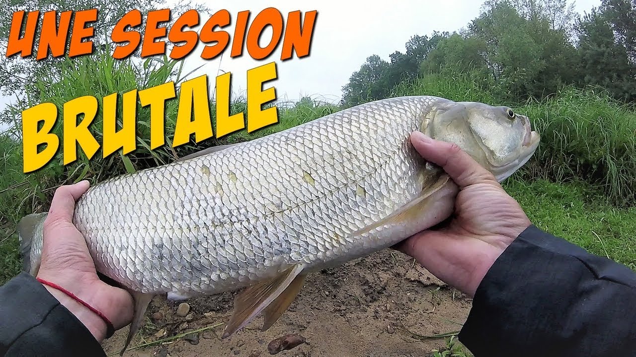 Une pêche brutale en Loire : Aspe, silure, barbeau en UL