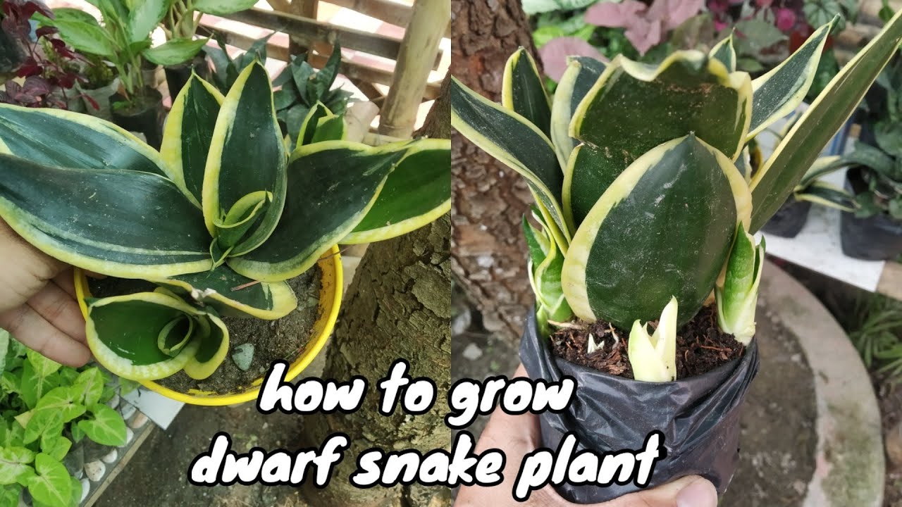 How to grow sansevieria plant /snake plant care tips  /dwarf snake plant propagation /स्नेक प्लांट