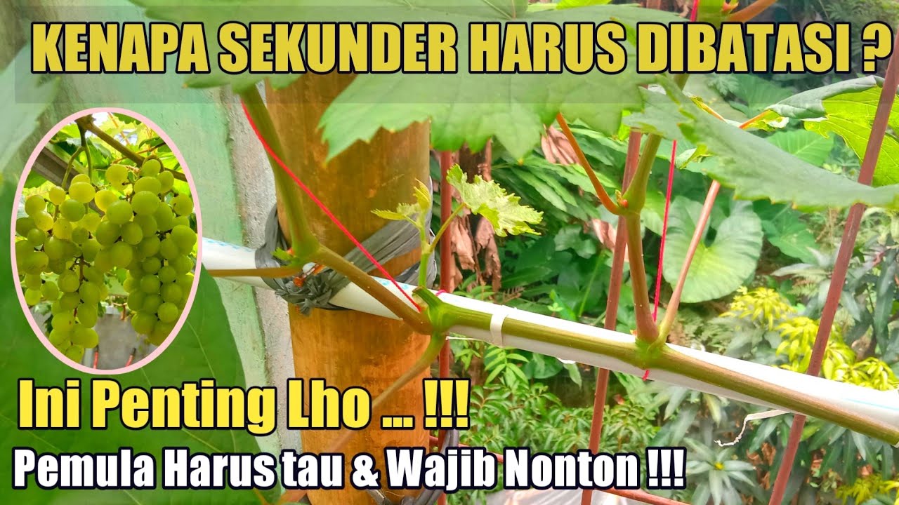Kenapa Cabang Sekunder Anggur Harus Dibatasi ? ||100% ILMU❗❗