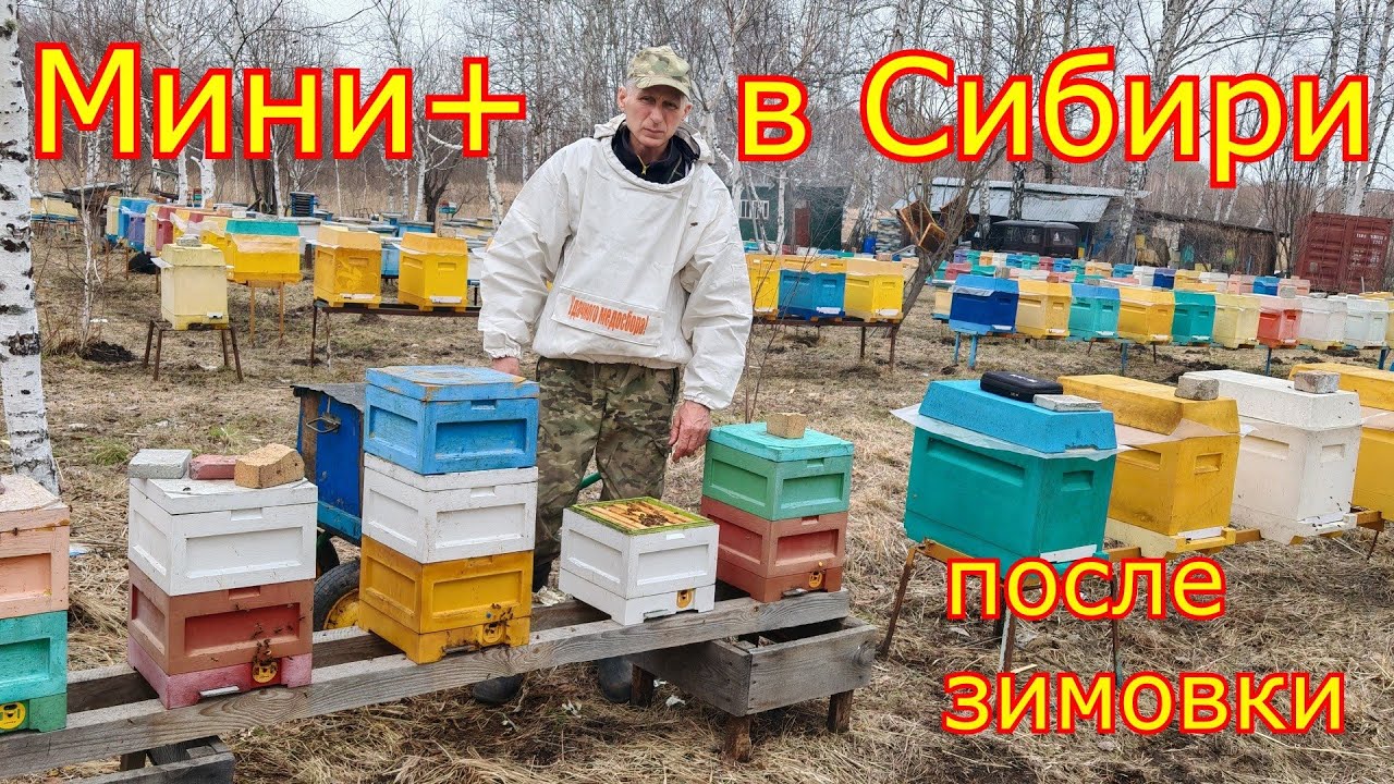 Нуклеусы МИНИ+ ПОСЛЕ ЗИМОВКИ! Стимуляция семей , первая пыльца!