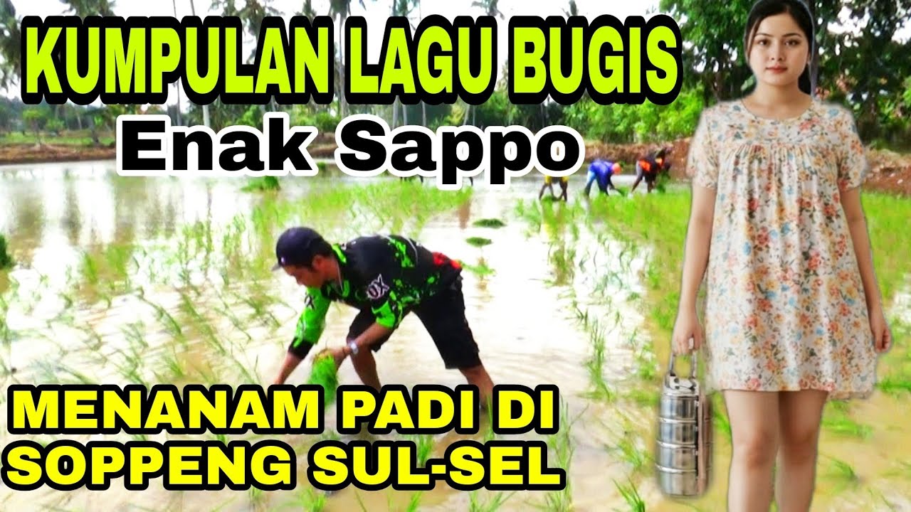 Kumpulan Lagu Bugis  -Edisi Menanam Padi Lokasi Kab.Soppeng Sulawesi selatan