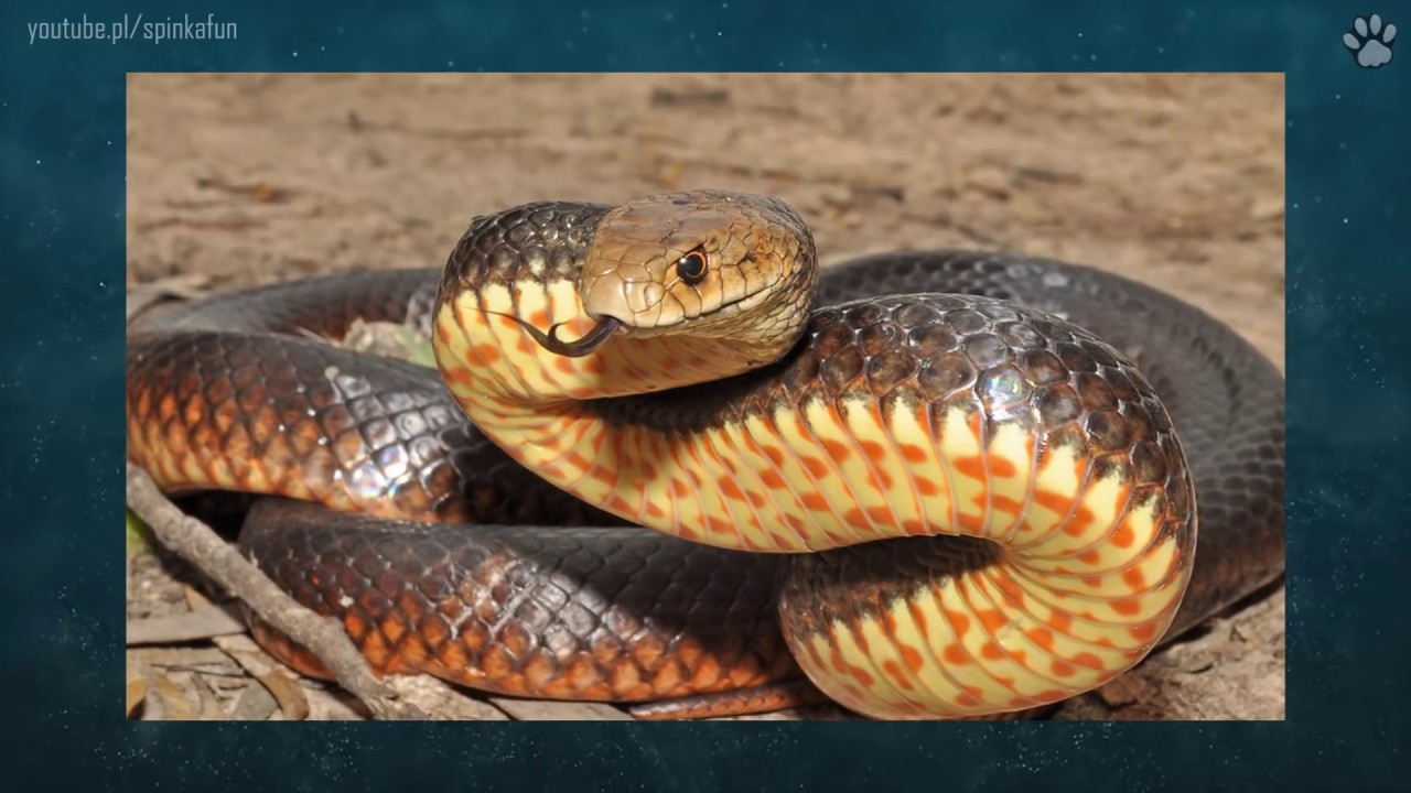 5 Najbardziej jadowitych węży świata | SpinkaFun