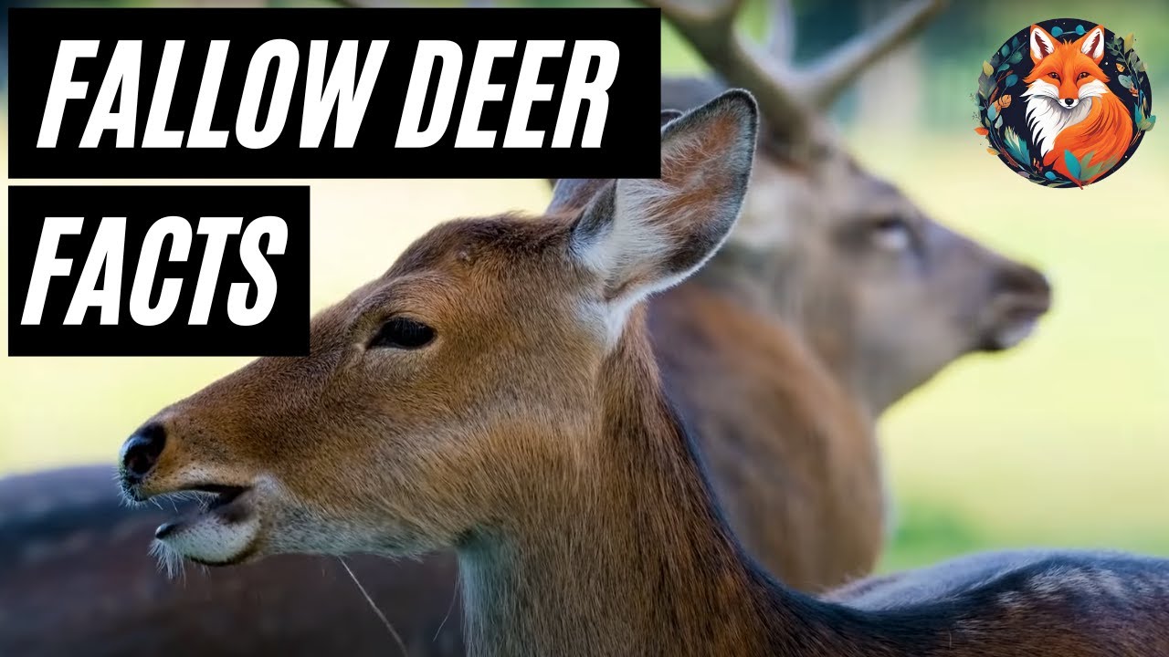 Fallow Deers: Amazing Facts About Europe&rsquo;s Majestic Creatures