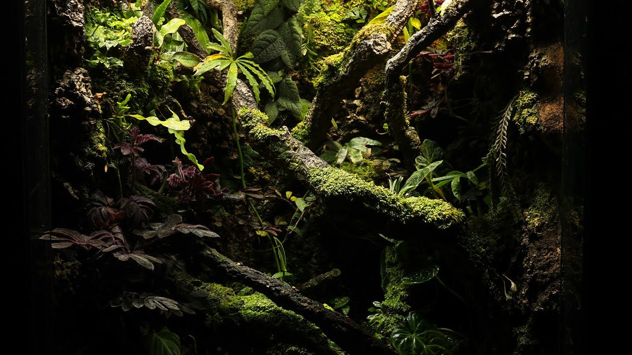 Creating a vivarium where a master of camouflage lives | 위장술의 달인을 위한 비바리움 만들기 Uroplatus sikorae