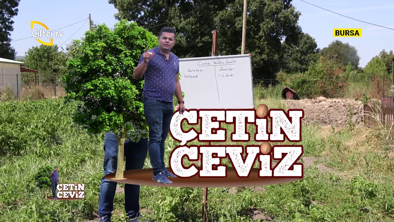 Cevizde Hastalık Ve Zararlılar - Çetin Ceviz / Çiftçi TV