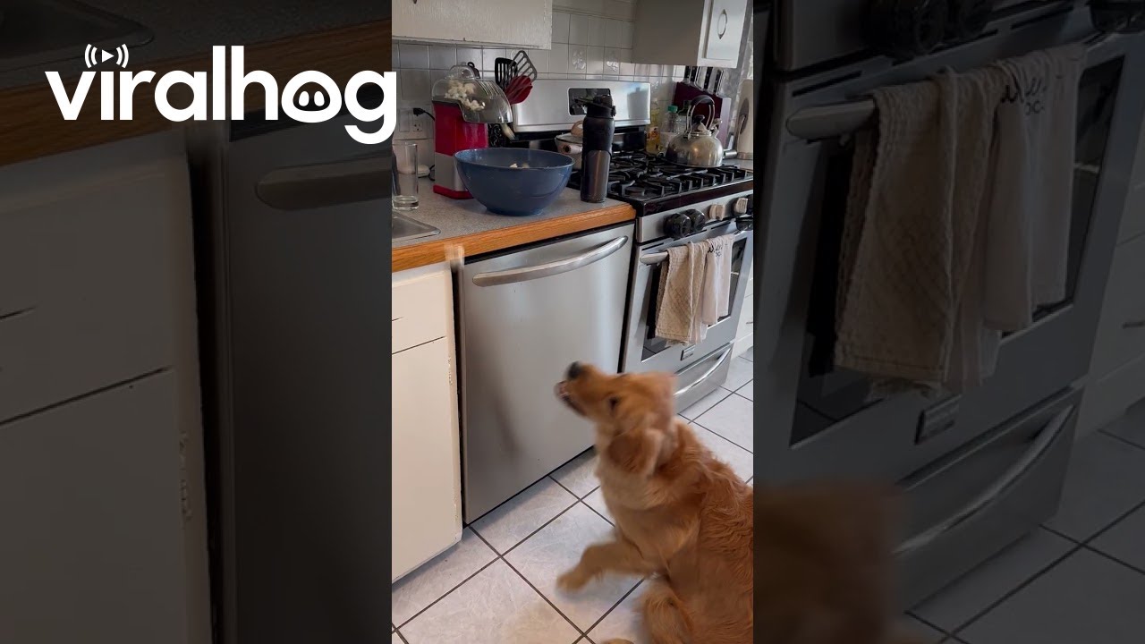 Daisy the Golden Retriever Catching Popcorn || ViralHog