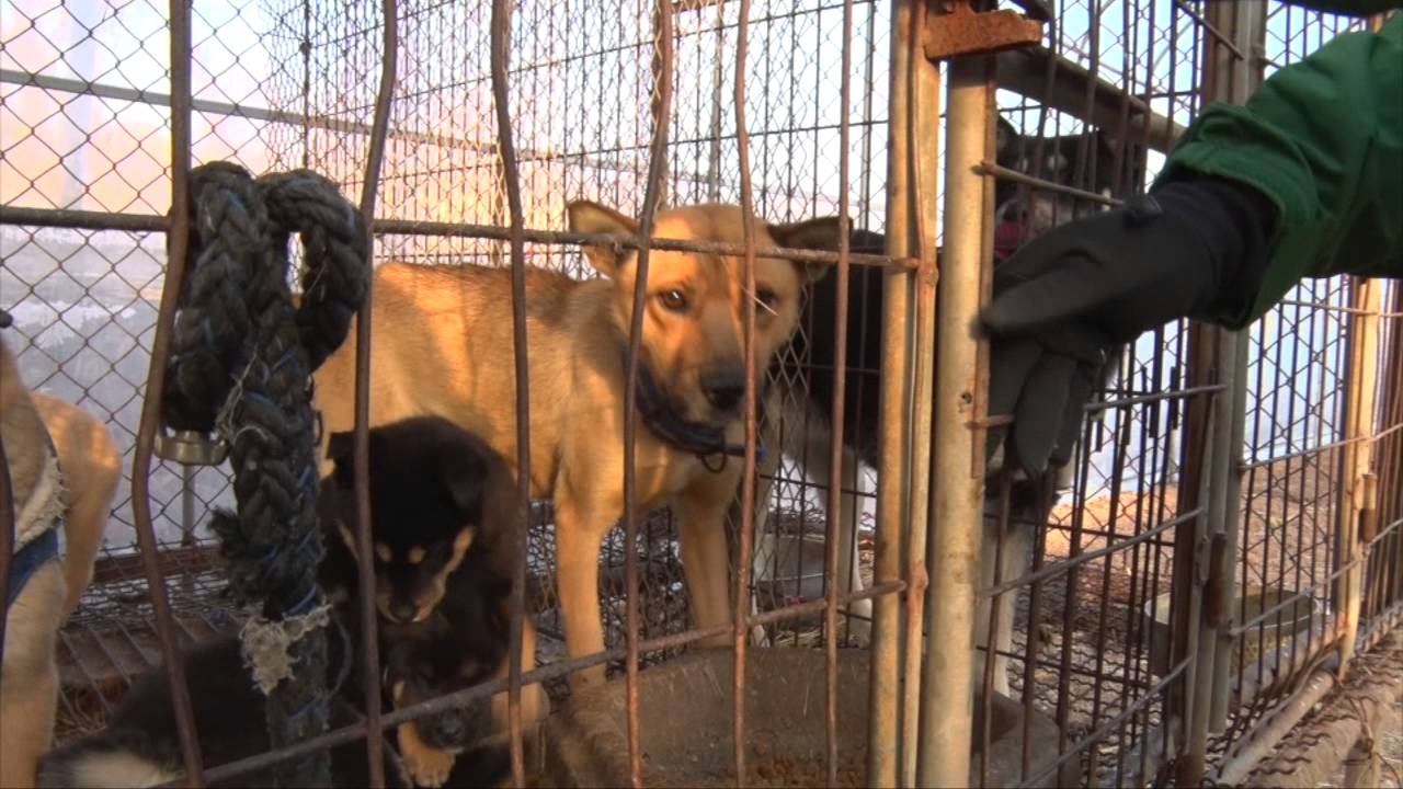 Closing the dog meat farms in South Korea