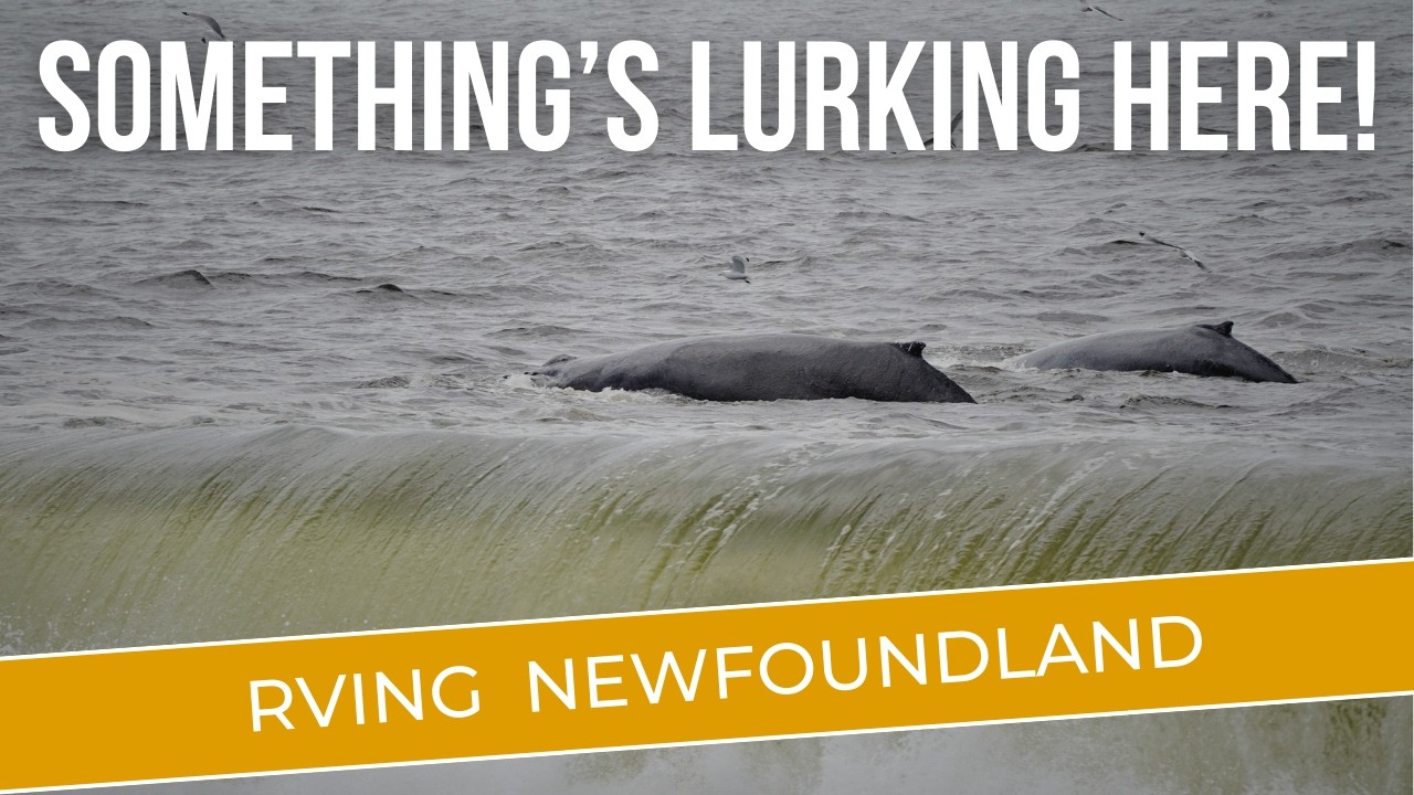 RVing to Newfoundland Ep 10 - Humpbacks So Close You Can Feel the Spray & Magical Chance Cove Trail!