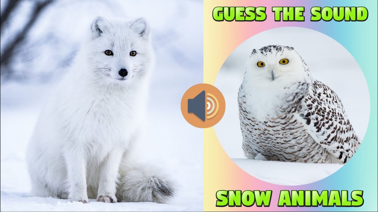 Snow Animals for Kids - Sound Guessing Game #arcticanimals  #soundgame #kidsvideo #kiddizoo