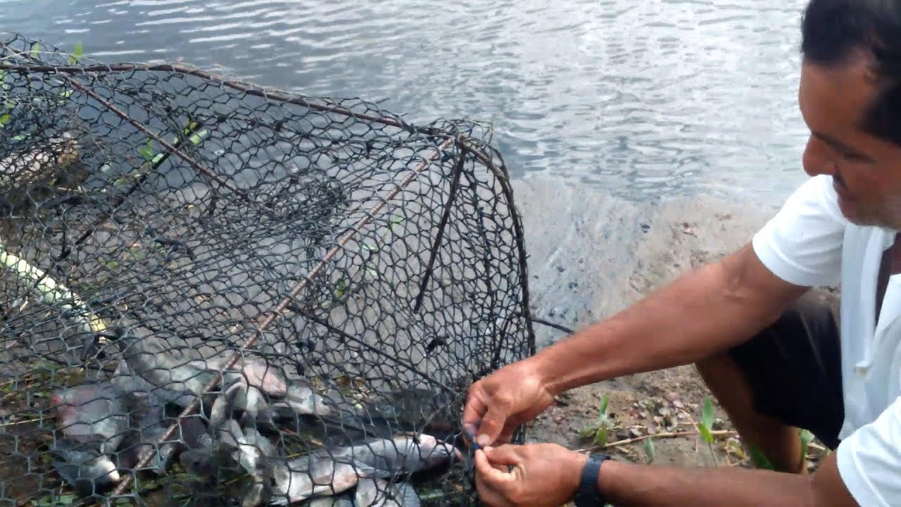 covo armadilha para peixe novo modelo