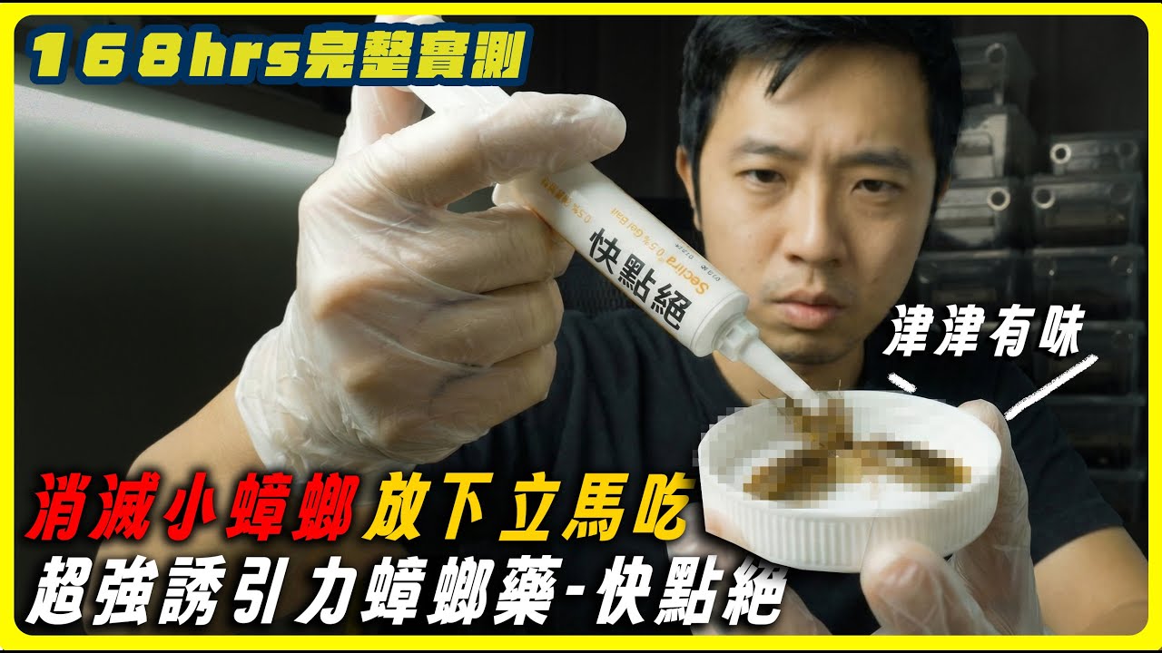一年生3萬隻！最麻煩的「德國蟑螂」怎麼滅？我養了一週的德國小蟑螂大軍168 hrs完整實測！｜【臺灣蟻窟】