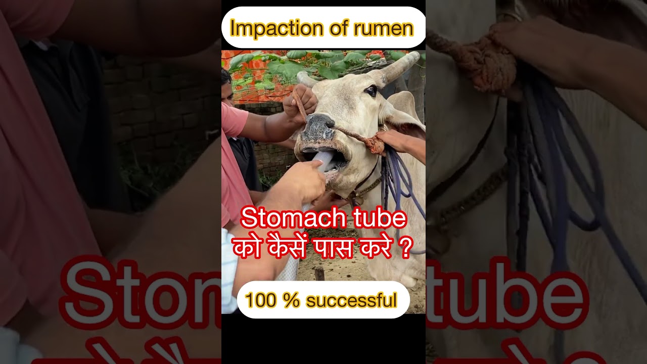 Stomach tube ko kaise pass kare? I Impaction of rumen l Bloat l Tympani l Dr Umar Khan