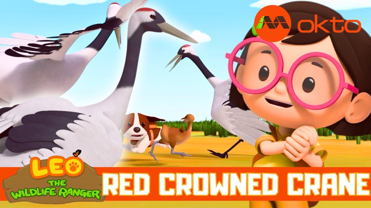 Rescue Mission RED CROWN CRANES 🦩🌍🚁 | Leo the Wildlife Ranger Spinoff S6E02 | @mediacorpokto