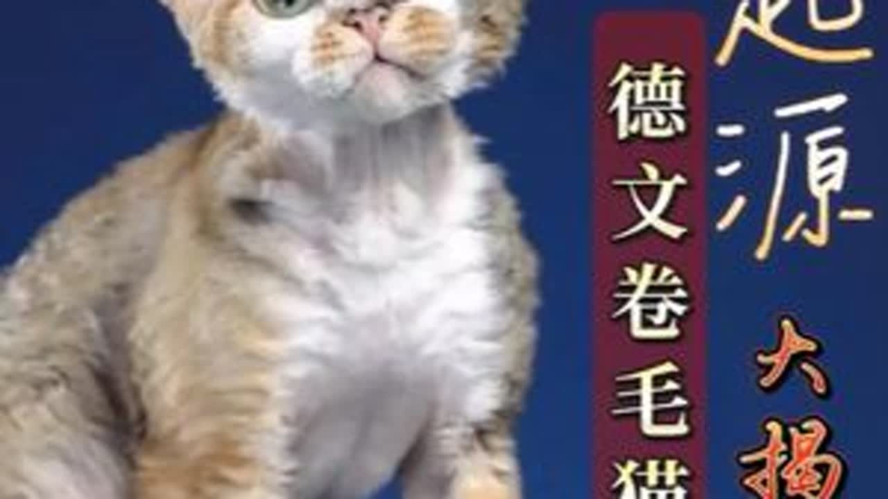 “私生子”逆袭史：德文卷毛猫起源大揭秘！ 是谁创造了德文卷毛猫？最纯粹的德文卷毛猫其实只有一只？家有德文卷的铲屎官，来看看你家喵主子的“发家史”。#德文卷毛猫 #卷毛猫 #喵星人 #宠物知识 #...