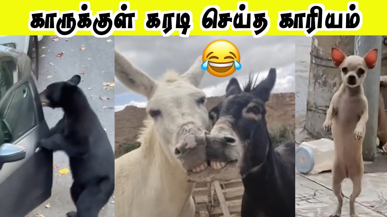 இளிச்ச வாயானுங்க மாட்டுனாங்க🤣 | கரடி செய்த காரியம் | Hoomans