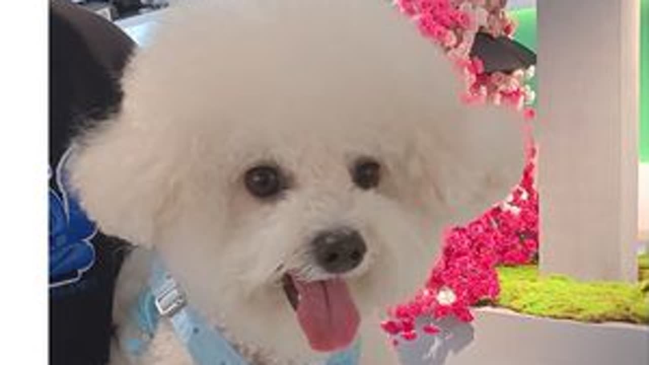 小狗的找对象vlog （2） #精致小狗的一天 #vlog萌宠日常 #它真的好像个小宝宝 #比熊doni