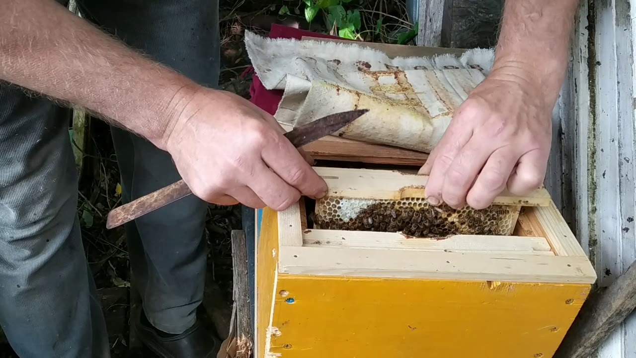 Подсадка неплодных маток в нуклеусы.