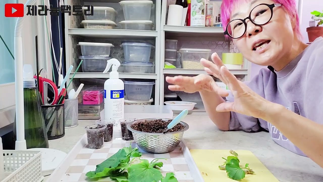 겨울 제라늄 삽목 뿌리 빨리 보는 방법