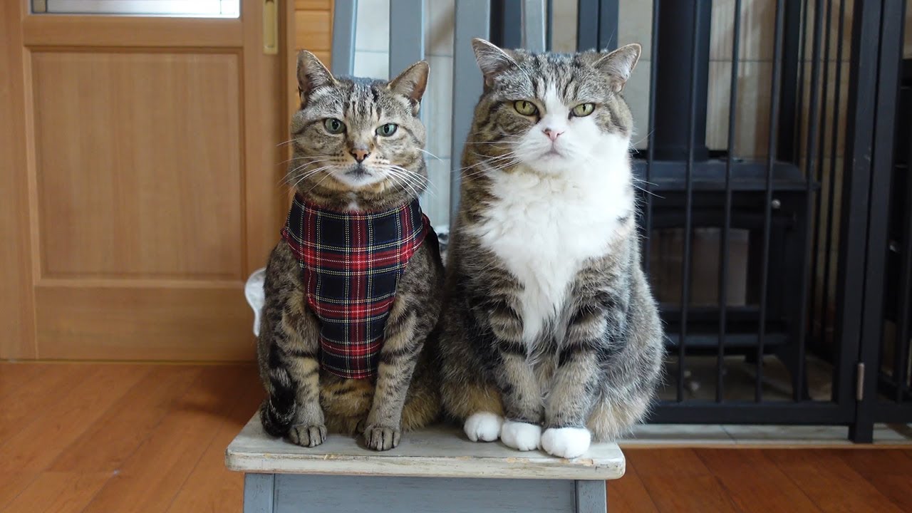 新しいハーネスを試着するねこ。-Cats try on new harnesses.-