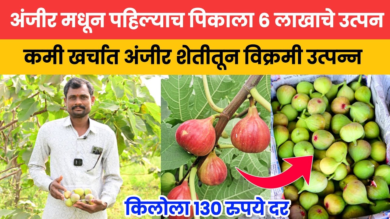 🔶अंजीर शेतीतून पहिल्याच पिकाला 6 लाखाचे उत्पन | सांगोल्यात अंजीर शेती ठरतेय डाळिंबाला पर्याय