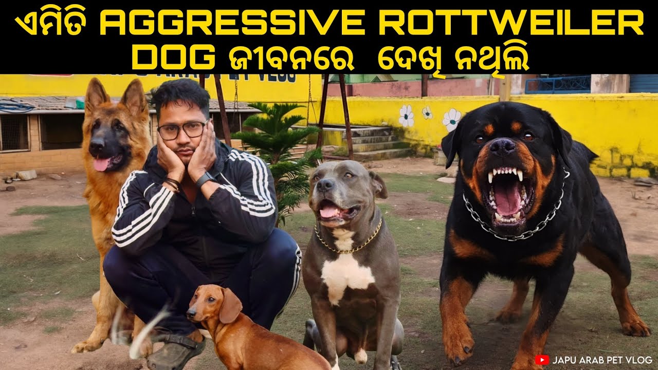 ଏମିତି AGGRESSIVE ROTTWEILER DOG ଜୀବନରେ  ଦେଖି ନଥିଲି । ଆଜି ମରୁମରୁ ବଞ୍ଚିଛି 😡